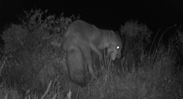 Several Hours Later A Fox Arrives And Steals All The Eggs