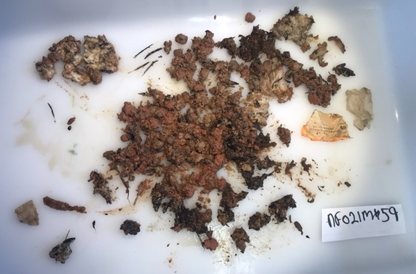 New Forest Fox Stomach Containing Cat Food , An Egg Box Label , Cooked Chicken And Larvae