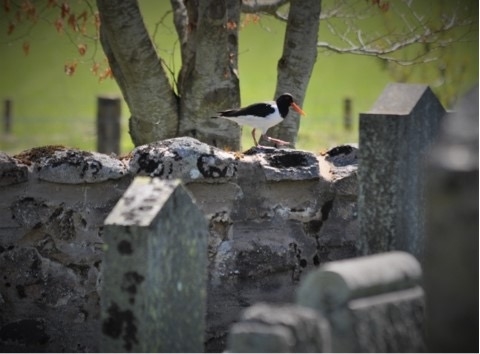 Oystercatcher in graveyard