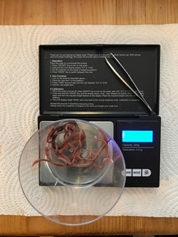 Earthworm weighing