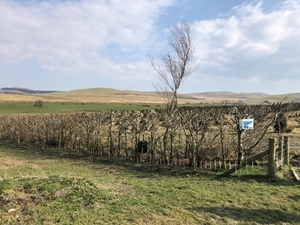 Feeder in landscape