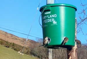 Sparrow on Feeder