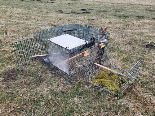 Crow in trap Crow in trap