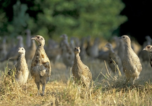 Pheasant -Poults -wwwdavidmasonimagescom Pheasant -Poults -wwwdavidmasonimagescom
