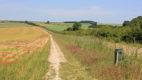 Hedgerow , Covercrop & Conservation Headland Designed To Increase Biodiversity , Peppering Farm , Sussex C . Charlie Mellor