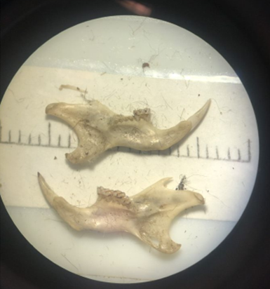 Owl Pellet Dissection — Greater Lovell Land Trust