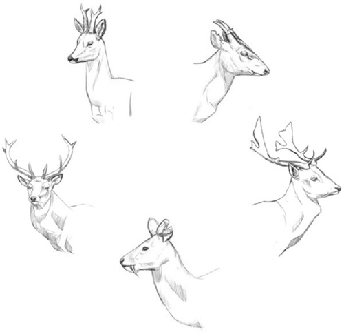 Deer Heads Deer Heads