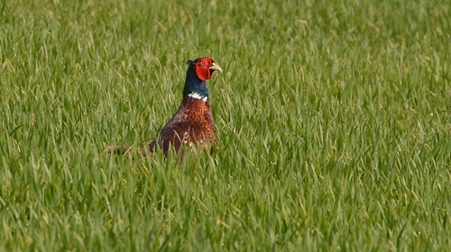 Pheasant In Wheat
