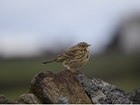 Merlin: Is avian prey availability limiting on moorland?
