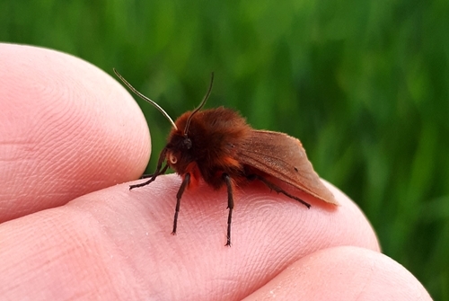 Ruby tiger Phragmatobia fuliginosa