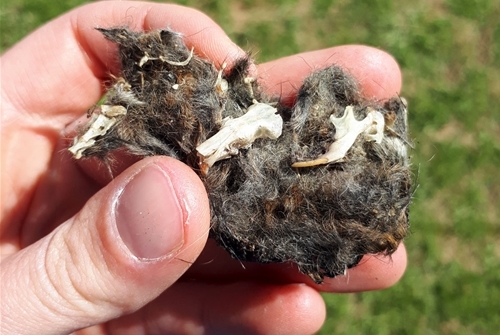 Owl pellet