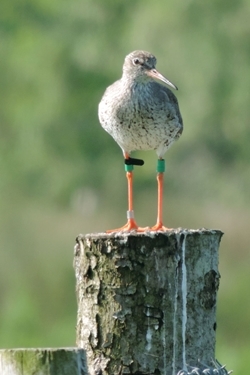 Redshank
