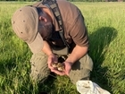 Hampshire redshank’s epic journey to Wales helps scientists understand habits of amber-list species