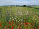 Buzzing endorsement for new wildlife mix: insect numbers boosted by grey partridge conservation measures