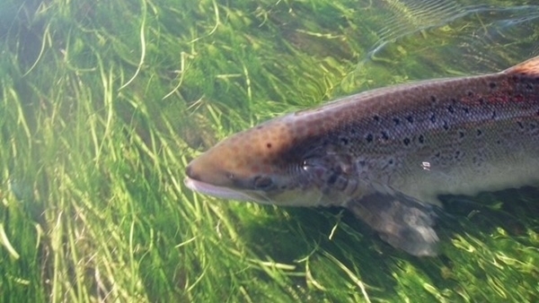 Fish Fish