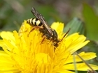 What are solitary bees?