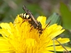 What are solitary bees?