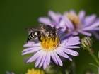 Bee inspired by Tony’s ‘starter homes’ for bees