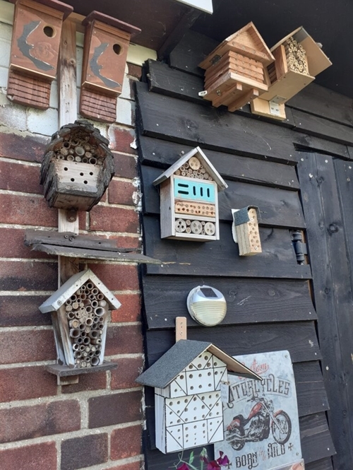 Solitary -bee -homes -28-jun -2022-1-768x 1024 Solitary -bee -homes -28-jun -2022-1-768x 1024