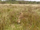 GWCT Predation study shows good season for New Forest waders