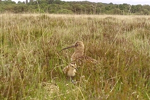 Curlew and chick nest cam
