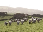 Sustainable farming scheme - GWCT Cymru response to consultation