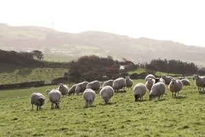 Welsh sheep farm
