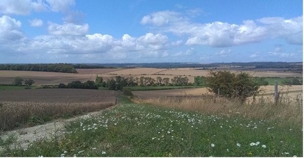Farmland vegetation plays an important role in removal of ozone and nitrogen dioxide pollution © Jess Brooks