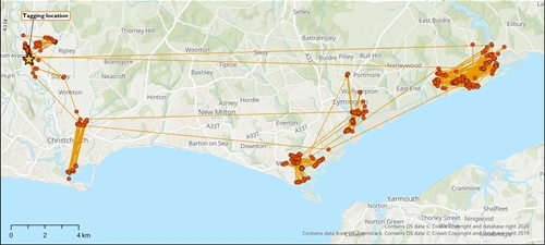 Lapwing Tracking Map 2021