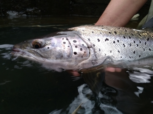 Welsh Sea Trout