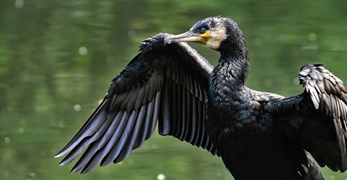 Cormorant -3721174