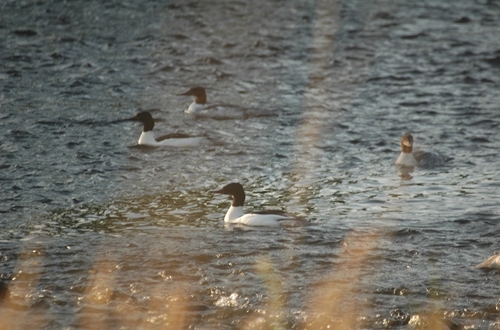 Goosanders Photo Credit Wye & Usk Foundation