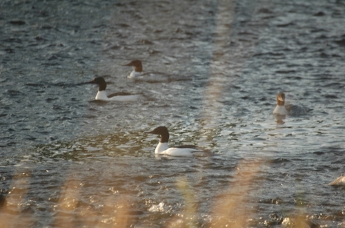 Goosanders Photo Credit Wye & Usk Foundation