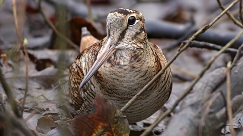 Woodcock