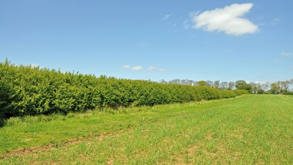 Hedge -and -brood -rearing -strip -at -the -allerton -project