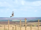 Return of the Hen Harrier – new chicks take off as pioneering trial reaches key milestone