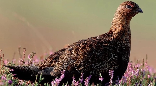Redgrouse