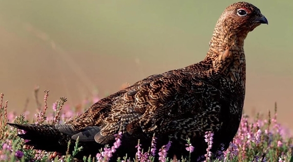 Redgrouse Redgrouse