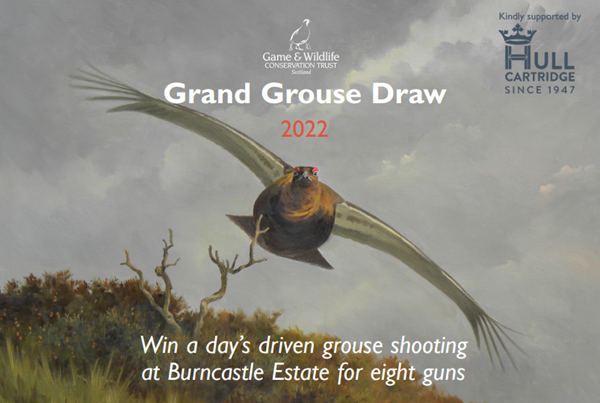 Grandgrousedraw Grandgrousedraw