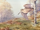 Up the ante on your shoot day and make a real difference to the GWCT