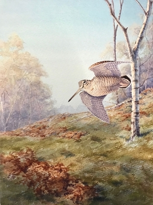Woodcock (Copyright Owen Williams)