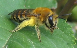 Ivy bee