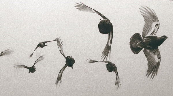 Grouse In Flight TLambert Copy Grouse In Flight TLambert Copy