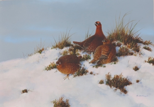 Rodger Mc Phail - Red Grouse In Snow Rodger Mc Phail - Red Grouse In Snow