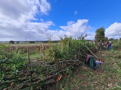 Hedgerow Record 2