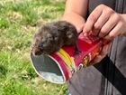 Water voles: A new place in the country for Ratty