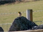 New songbird winter feeding initiative at Auchnerran