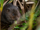 Designations in themselves will not achieve what they seek - the restoration of biodiversity: Our letter to The Guardian