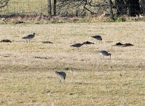 Curlew Scotsman