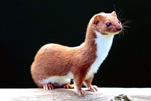 Weasel